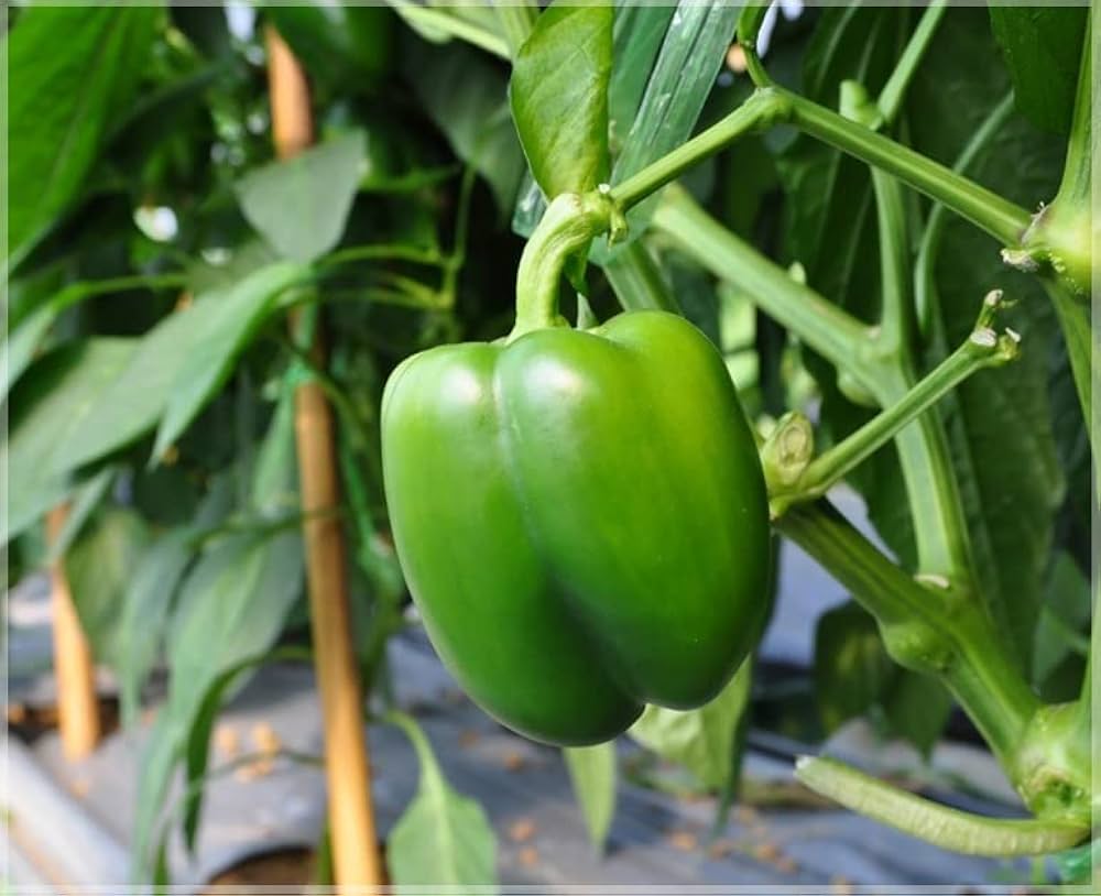 Pepper seeds for planting non GMO high yield variety