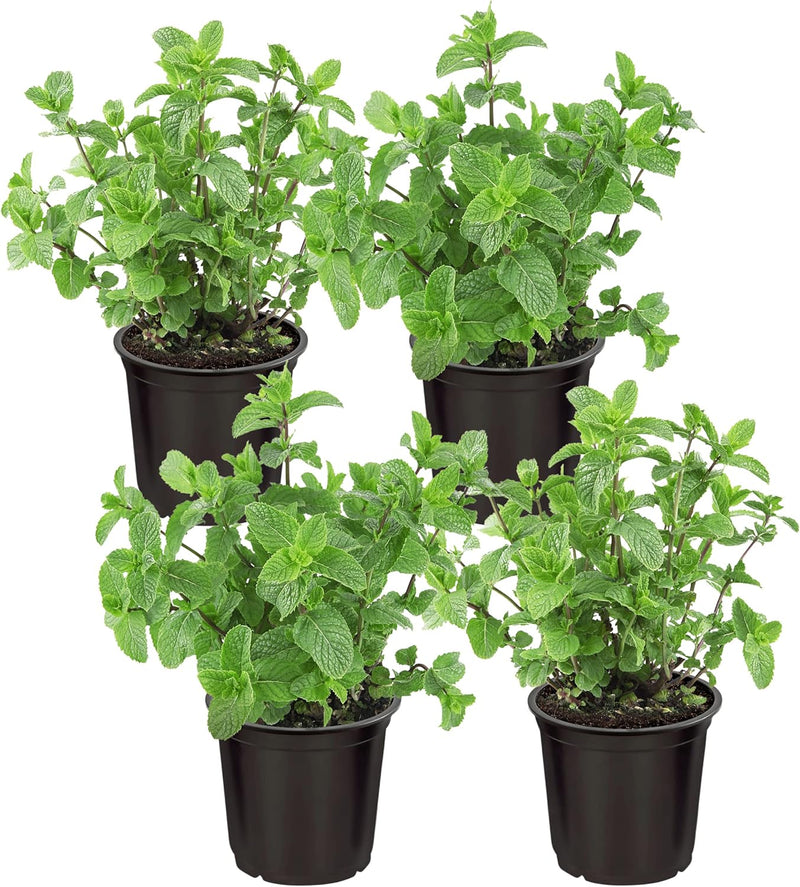 Peppermint Mentha piperita seeds for planting