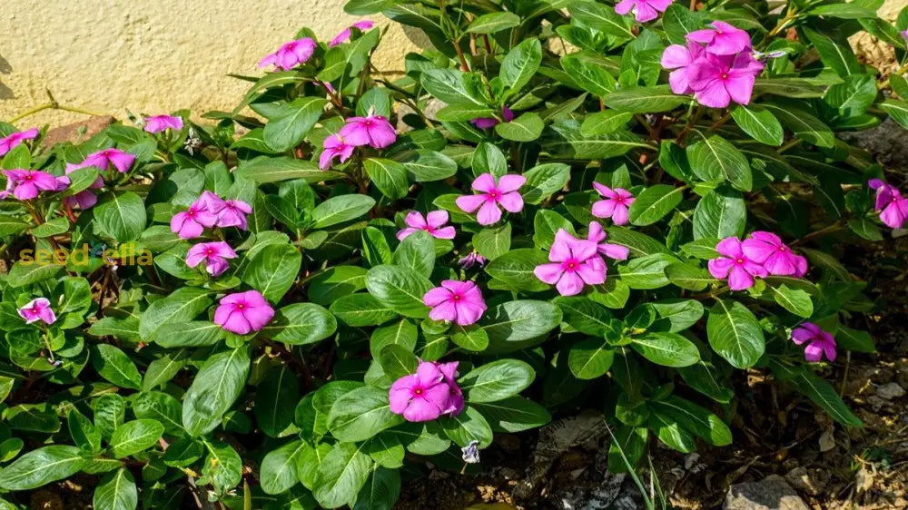 Periwinkle Flower Seeds For Easy Planting
