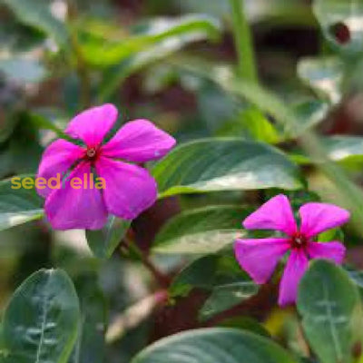100 Pcs