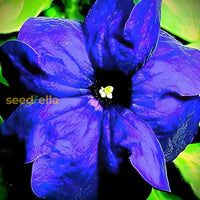 Petunia Blue Phantom Flower Seeds For Planting  Annual Vibrant Blooms