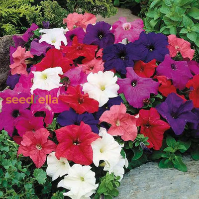 100 Pcs