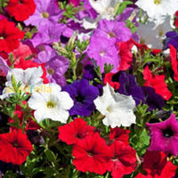 Petunia Mix Seeds For Planting  Colorful Annual Flowers Flower