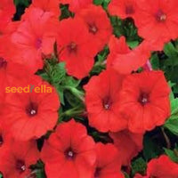 Petunia Red Easy Wave Flower Seeds For Planting - Vibrant Annual Blooms