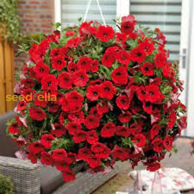 100 Pcs