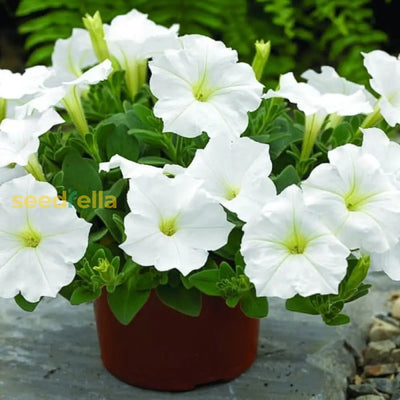 100 Pcs