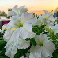 Petunia Wave White Flower Seeds For Planting  Perfect Vibrant Gardens