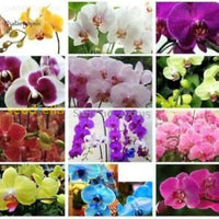 Phalaenopsis Mix Flower Seeds For Planting  Beautiful Orchid Variety