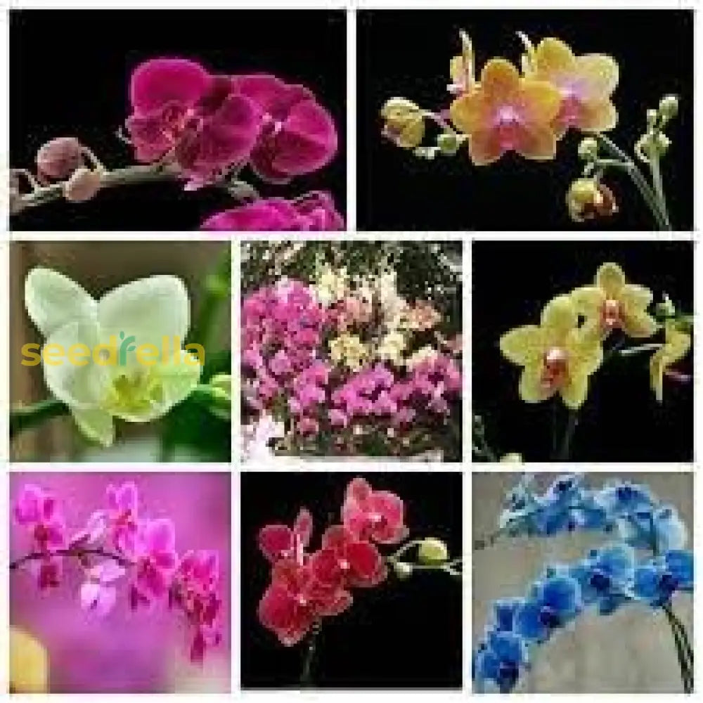 Phalaenopsis Mix Flower Seeds For Planting  Beautiful Orchid Variety