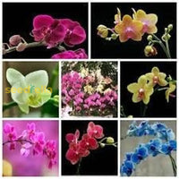 Phalaenopsis Mix Flower Seeds For Planting  Beautiful Orchid Variety