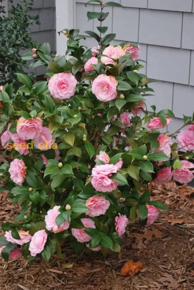 Pink Amellia Flower Planting Seeds - Vibrant Blooms For Your Garden