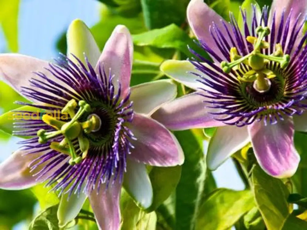 Pink And White Passion Flower Seeds For Planting