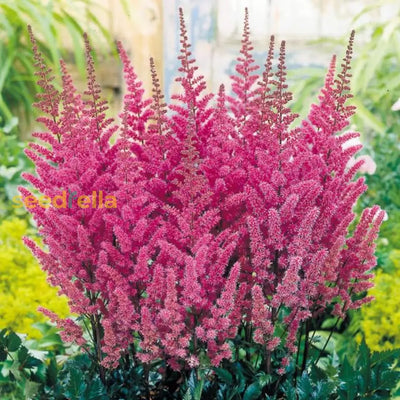 100 Pcs