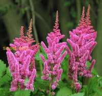 Pink Astilbe Flower Planting Seeds For Lush Garden Blooms