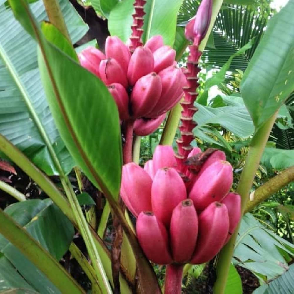 Pink banana seeds for planting