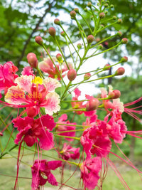 Pink Caesalpinia Pulcherrima Flower Planting Seeds | Vibrant Tropical Blooms For Your Garden