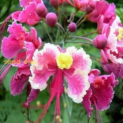 100 Pcs