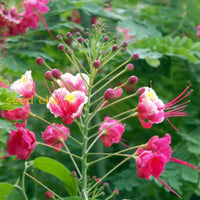 Pink Caesalpinia Pulcherrima Flower Planting Seeds | Vibrant Tropical Blooms For Your Garden