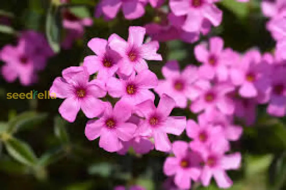 Pink Carpet Oxalis Seeds For Planting - Vibrant Perennial Flowers Your Garden Flower