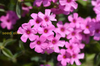 Pink Carpet Oxalis Seeds For Planting - Vibrant Perennial Flowers Your Garden Flower
