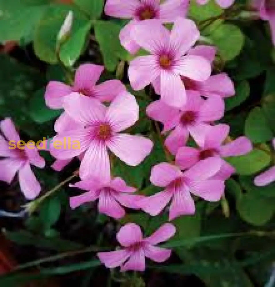 Pink Carpet Oxalis Seeds For Planting - Vibrant Perennial Flowers Your Garden Flower