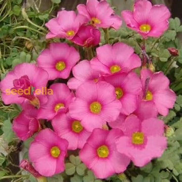 Pink Carpet Oxalis Seeds For Planting - Vibrant Perennial Flowers Your Garden Flower