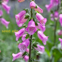 Pink Climbing Foxglove Flower Seeds For Planting - Stunning Biennial Blooms