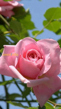 Pink Death Rose Seeds For Spring Planting Flower