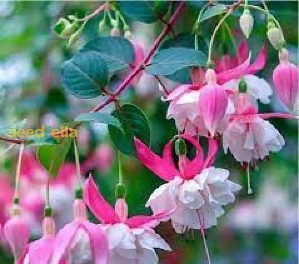 Pink Fuchsia Flower Seeds For Spring Planting