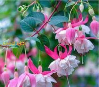 Pink Fuchsia Flower Seeds For Spring Planting