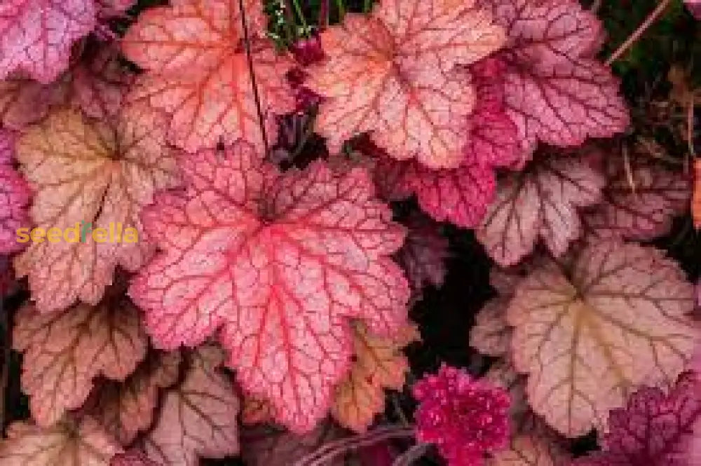 Pink Heuchera Seeds For Planting - Stunning Garden Perennials Flower