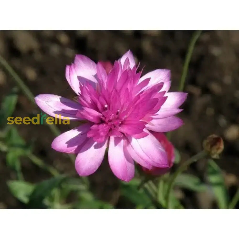 Pink Immortelle Flower Seeds For Planting  Beautiful Everlasting Blooms Your Garden