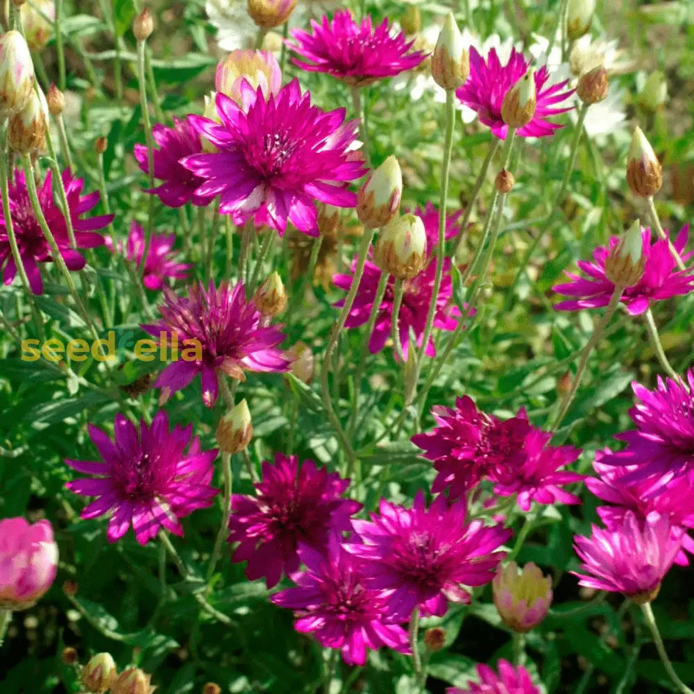 Pink Immortelle Flower Seeds For Planting  Beautiful Everlasting Blooms Your Garden