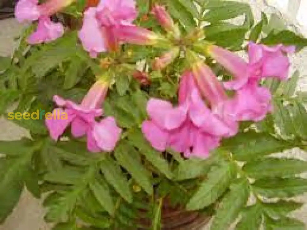 Pink Incarvillea Flower Seeds For Planting - Vibrant Perennial Blooms