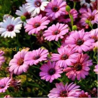 100 Pcs