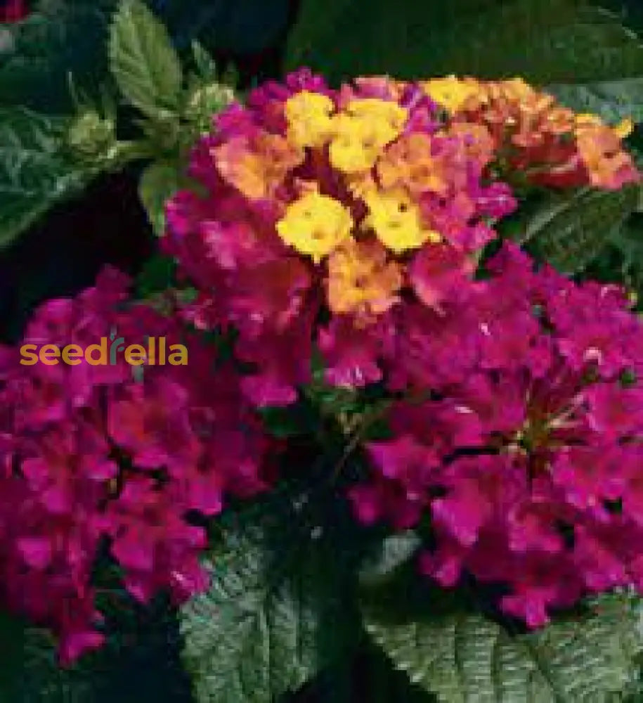 Pink Lantana Flower Planting Seeds - Brighten Your Garden With Vibrant Blooms