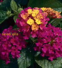 Pink Lantana Flower Planting Seeds - Brighten Your Garden With Vibrant Blooms