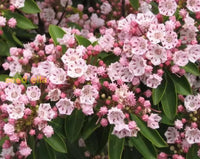 Pink Laurel Seeds For Planting - Elegant Blooms Garden And Borders Flower