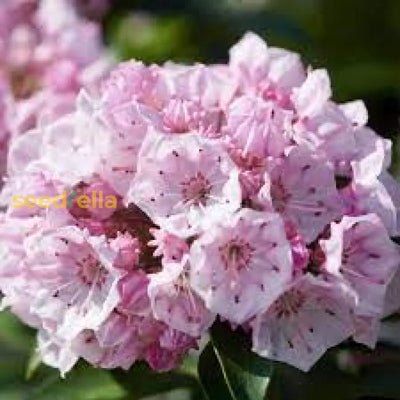 100 Pcs