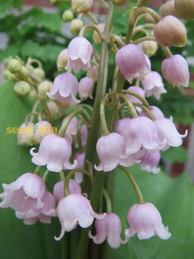 100 Pcs