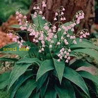 Pink Lily Of The Valley Seeds For Planting  Beautiful Perennial Flower