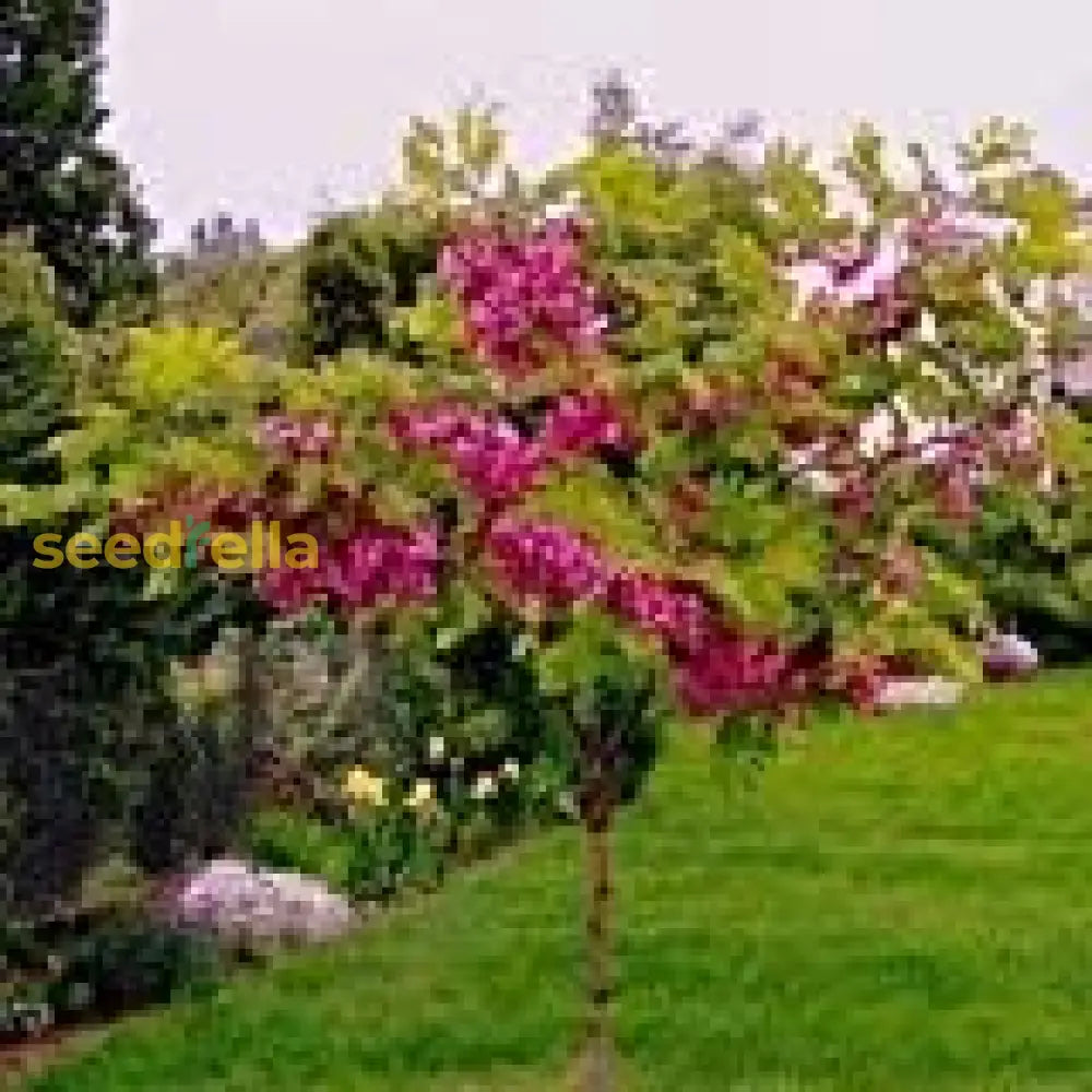 Pink Locust Tree Seeds For Easy Planting Flower