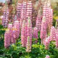 Pink Lupine Flower Seeds - Vibrant Planting For Colorful Gardens