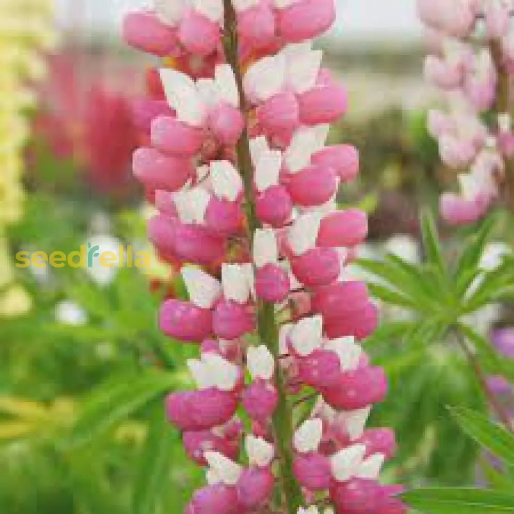 Pink Lupine Flower Seeds - Vibrant Planting For Colorful Gardens