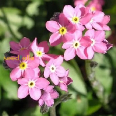 100 Pcs