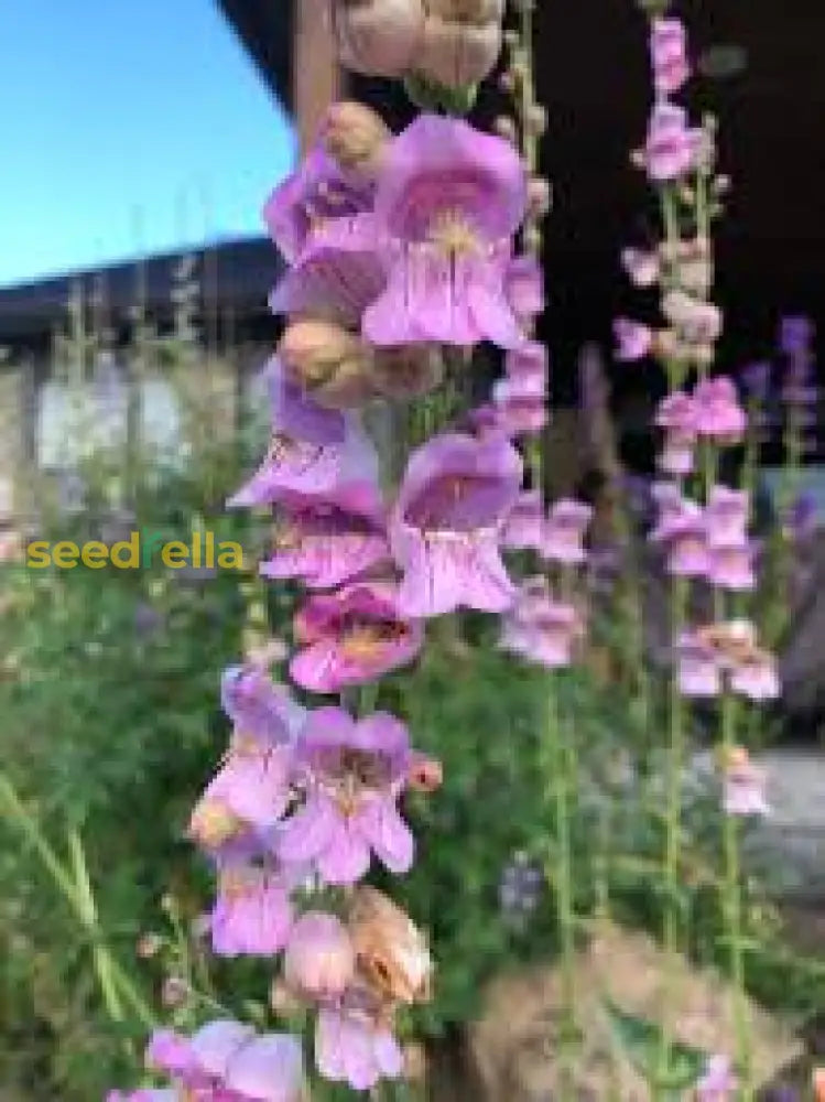 Pink Palmers Penstemon Seeds For Planting  Vibrant Perennial Flower Your Garden