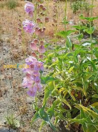 Pink Palmers Penstemon Seeds For Planting  Vibrant Perennial Flower Your Garden