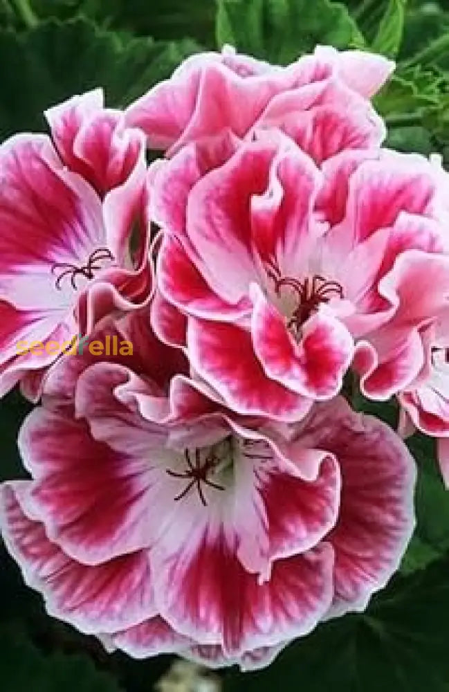 Pink red geranium seeds for planting