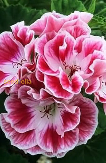 Pink red geranium seeds for planting