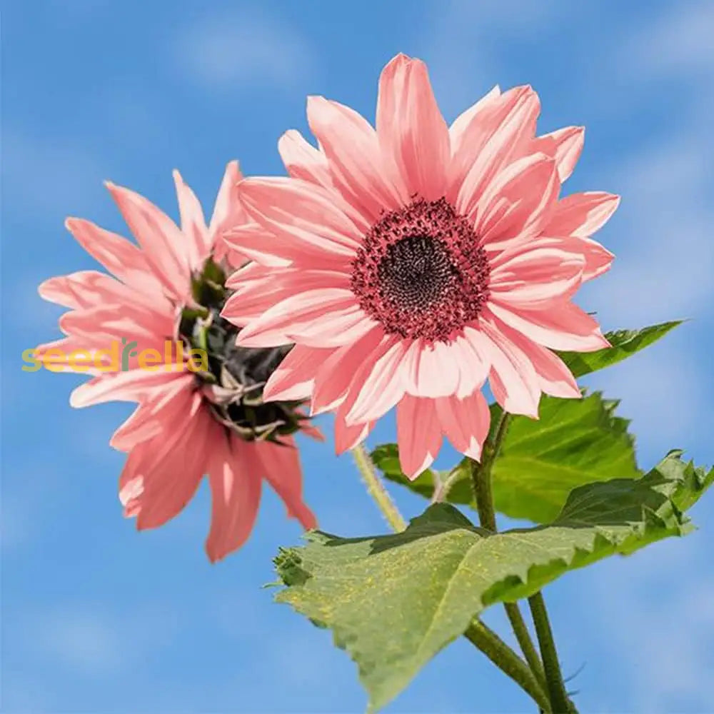 Pink Sunflower Planting Seeds  Grow Your Garden Flower